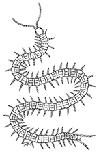 Geophilus Earth Centipede