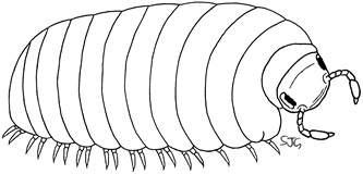 Glomeris Pill Millipede