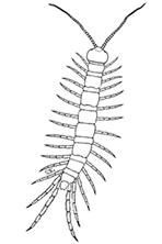 Lithobius Stone Centipede