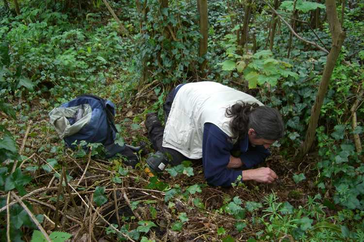 Hand searching through leaf-litter
