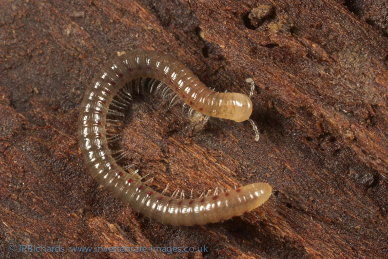 Metaiulus pratensis, J.P.Richards, BMIG Kent 2011