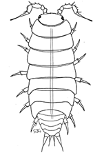 Trichoniscid Pygmy Woodlouse